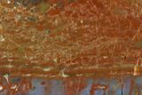 Thick, Polished Petrified Wood Section - Arizona #129455-4